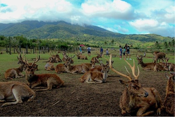 Ocampo Deer Farm in Camarines Sur