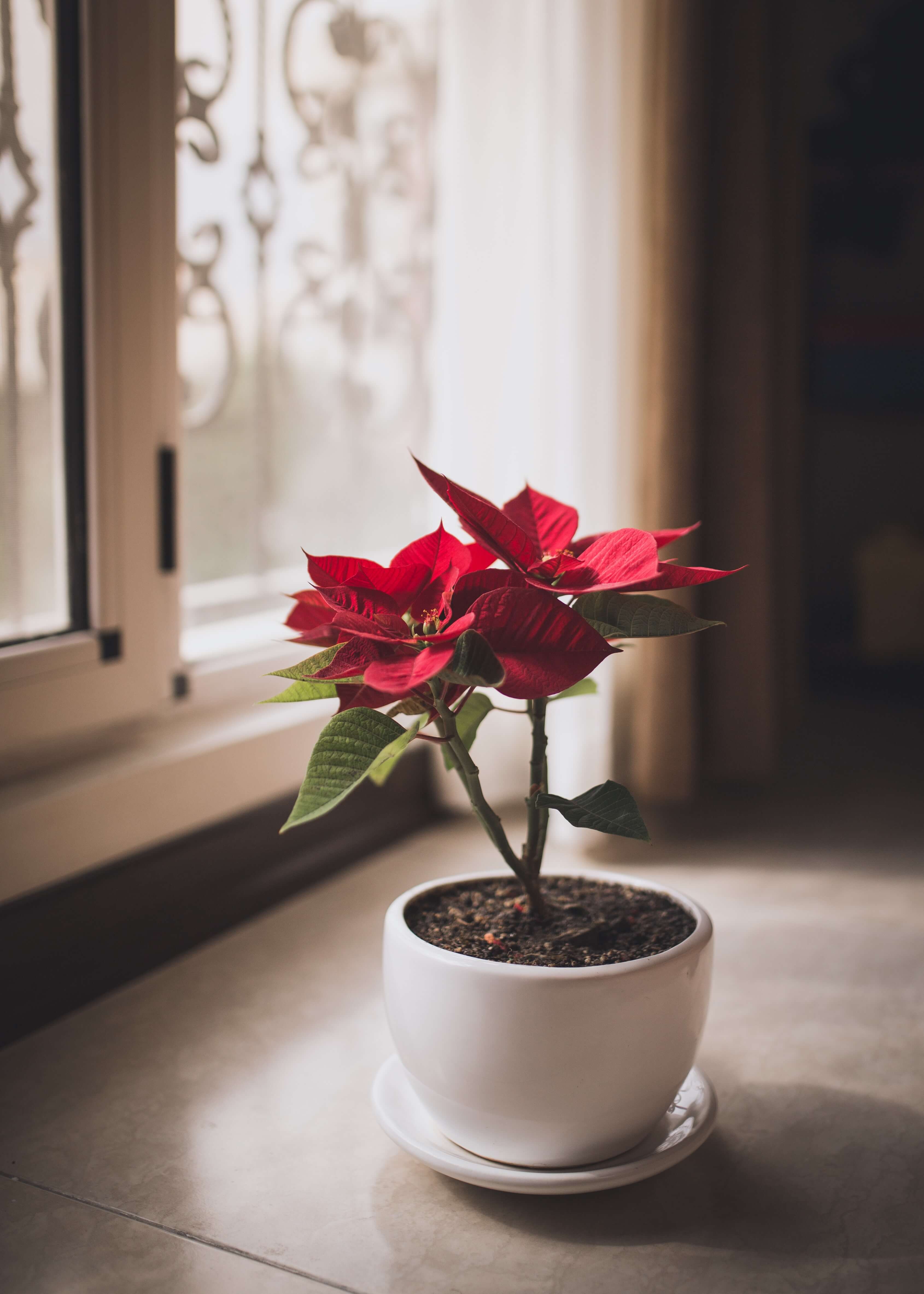 Take a break from the caladium craze and bring the spotlight to the seasonal bloom.