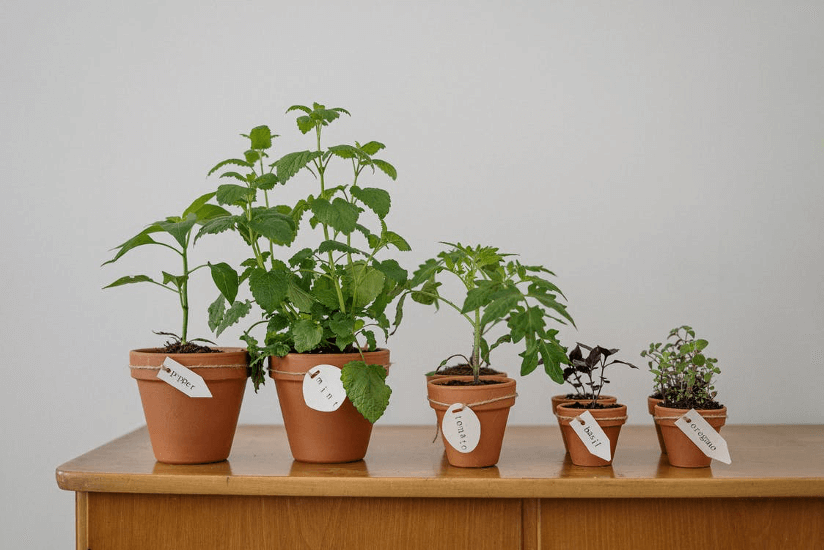 Potted herbs and veggies can look and taste delightful.