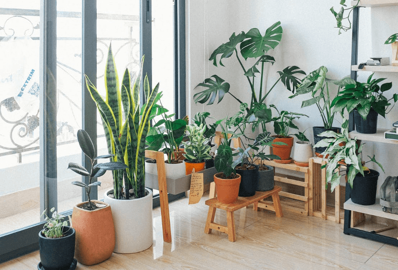 Pots and planters aren’t enough; give your leafy buddies platforms.